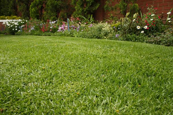 WATER-WISE LAWNS: LAWN OF THE FUTURE
By choosing the right variety and using some clever design tips, your lawn can benefit the environment and add beauty to your home.
With the recent drought in many parts of South Africa, lawns have become frowned upon as water guzzlers. However, unlike hard surfaces such as concrete and tiles, lawn grass helps clean the air, traps carbon dioxide, diminishes erosion from storm water run-off, improves soil, decreases noise pollution and reduces temperatures, all of which is necessary in built-up environments.