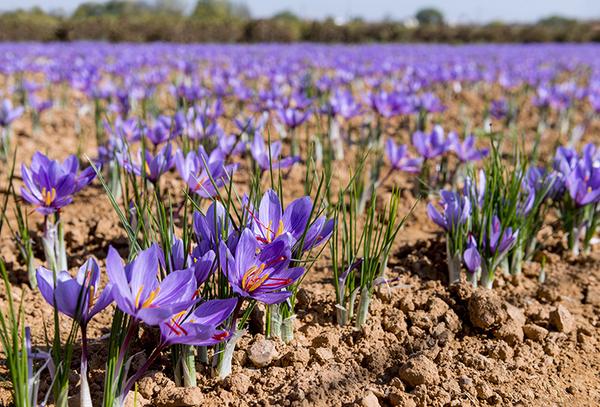 Saffron is used as a food seasoning, in natural cosmetics, natural medicine and as a dye in the textile industry.
After seven years of research, including four years to perfect saffron cultivation, a Northern Cape farmer is ready to introduce it to other South African farmers.**